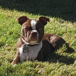 Gunny - Boston Terrier
