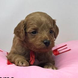 Sesame - Red  male Goldendoodle puppy in Danville, Virginia from Stella’s Stunning Goldendoodles of VA