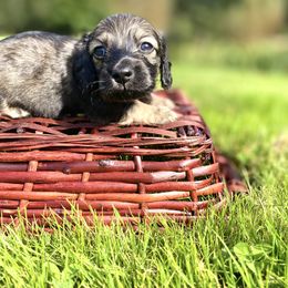Dachshund Puppies from Northwest Dachshunds