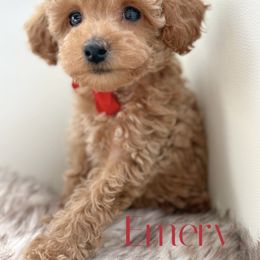 Boy 3 - male Poodle puppy in Gilbert, Arizona from My Poodle Bears