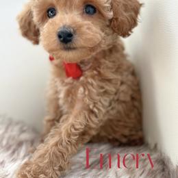 Boy 3 - male Poodle puppy in Gilbert, Arizona from My Poodle Bears
