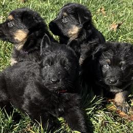 German Shepherd Puppies from Circle Oaks Shepherds