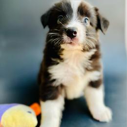 Jax - Black tri male Miniature Australian Shepherd puppy in Luling, Texas from Little Wood Toy and Mini Aussies