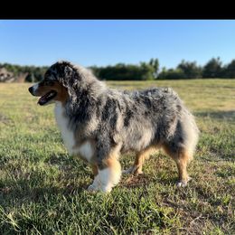 Australian Shepherd All Grown Up from Kade’s Stock Dogs