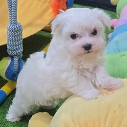 Jerry - White male Maltese puppy in Aurora, Missouri from KnJ Precious Paws LLC