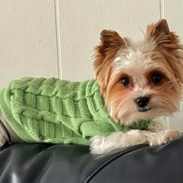 Bullmastiff and Yorkshire Terrier All Grown Up from Living in the Dog Houze