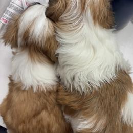 Havanese Puppies from Cajun Coast Havanese