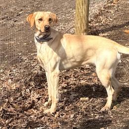 Reba - Yellow female Labrador Retriever puppy in Potosi, Wisconsin from Point and Flush Gun Dogs