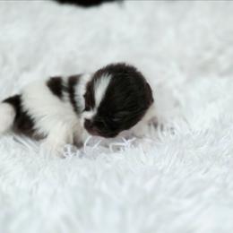 Arlo - Chocolate parti male Pomeranian puppy in Crivitz, Wisconsin from Royal Palace Pomeranians