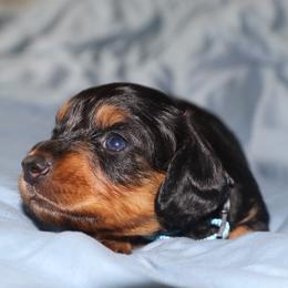 Blue collared male - Black and tan male Dachshund puppy in New Canton, Virginia from Mount Calm Golden Retrievers