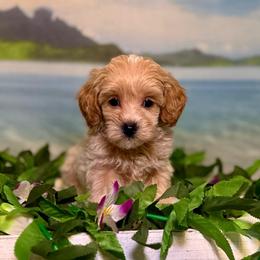 Fin (purple) - Apricot male Goldendoodle puppy in Haltom City, Texas from Ohana Doodles