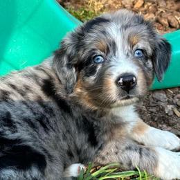 Selah - Blue merle female Australian Shepherd puppy in Marshall, Virginia from Aussie Tales Farm