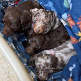 Dachshund Puppies from Bo Didley's Doxies