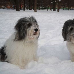 Polish Lowland Sheepdog All Grown Up from Ponavie PONs