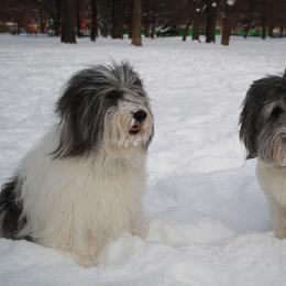 Polish Lowland Sheepdog All Grown Up from Ponavie PONs
