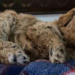Goldendoodles from Rainwillow Doodles
