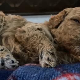 Goldendoodles from Rainwillow Doodles