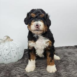 Frisky - Tri-color female Bernedoodle puppy in Granton, Wisconsin from Rose River Farms