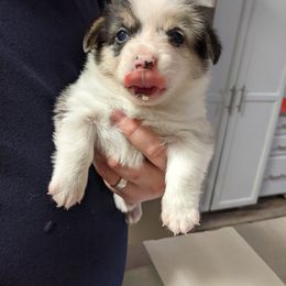 Lime - American Corgi puppy in Vancouver, Washington from Bitty B Farms