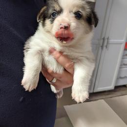 Lime - American Corgi puppy in Vancouver, Washington from Bitty B Farms