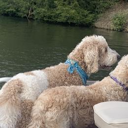 Goldendoodle Puppies from Goldhaly Peach Doodles