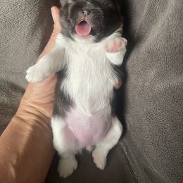 Shih Tzu Puppies from Free Range Shih Tzus