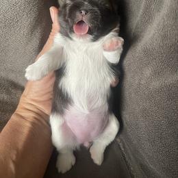 Shih Tzu Puppies from Free Range Shih Tzus