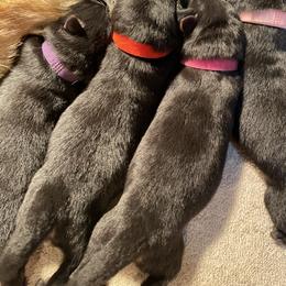 Red collar girl - Black and red female German Shepherd puppy in Coleta, Illinois from Four Leaf Farm- Vom Vierblättriges Bauernhof