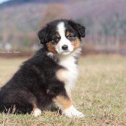Btm3 - Black tri-color Australian Shepherd puppy in Chehalis, Washington from Wandering Acres Ranch