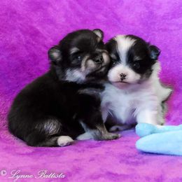 Pomeranian Puppies from Pawsome Poms
