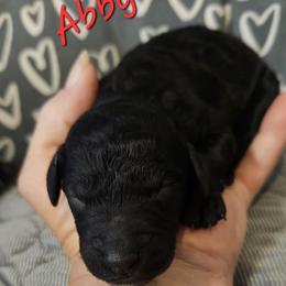 Abby - Black female Goldendoodle puppy in Kansas City, Missouri from Poppy's Doodles