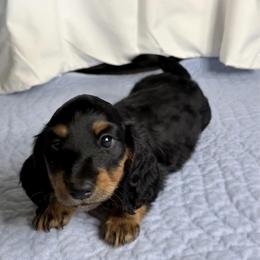 Hale - Black and tan male Dachshund puppy in Homosassa, Florida from SAN’S Dachshunds
