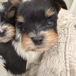 Boy 2 - Black tan and white male Biewer Terrier puppy in West Haven, Connecticut from Lozado’s Biewers