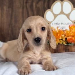 Spiderman - Cream male Dachshund puppy in Dothan, Alabama from Little House Pups