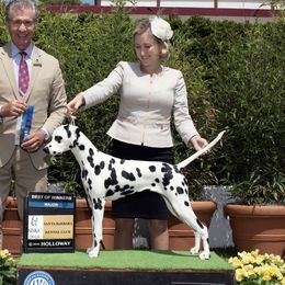 Rayne - Dalmatian