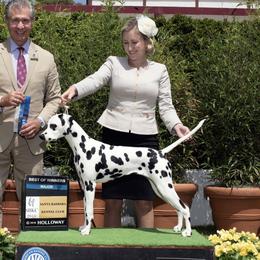 Rayne - Dalmatian