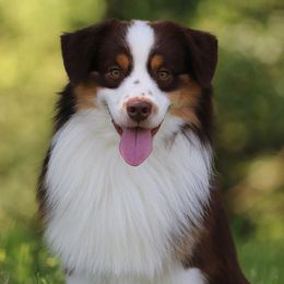 Royal - Miniature Australian Shepherd