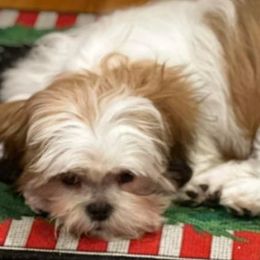 Maltese, Maltipoos, and Shih Tzus from Puddlejumpers
