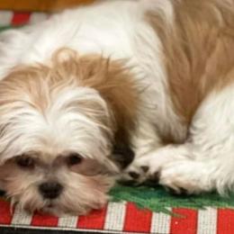 Maltese, Maltipoos, and Shih Tzus from Puddlejumpers
