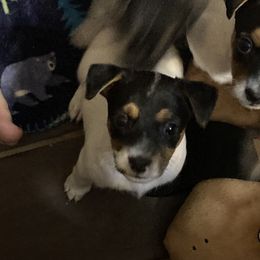 Lady la Volaille - White and black Russell Terrier puppy in Missouri from Royal Russells Ranch