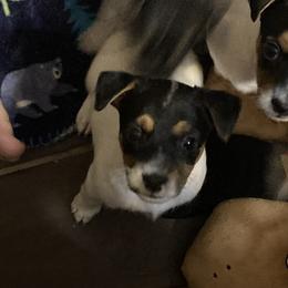 Lady la Volaille - White and black Russell Terrier puppy in Missouri from Royal Russells Ranch