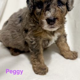 Aussiedoodle Puppies from Dogwood Family Doodles