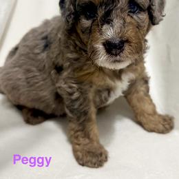 Aussiedoodle Puppies from Dogwood Family Doodles