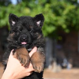 River - Black and red male German Shepherd puppy in Azle, Texas from Alsup German Shepherds