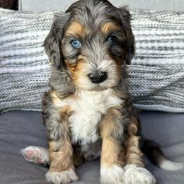 Abel - Blue merle male Bernedoodle puppy in Oologah, Oklahoma from Timber Hills Poodles and Doodles