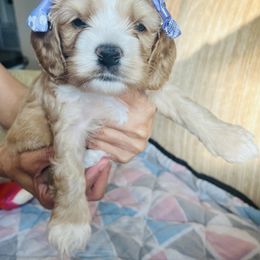Cockapoo Puppies from Daysi's Puppies