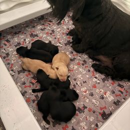 Scottish Terrier puppies from RocketST