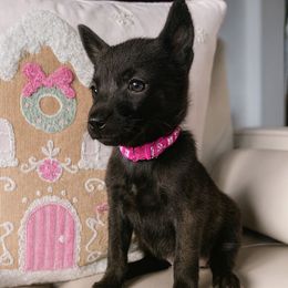 Xena - Gold brindle female Dutch Shepherd puppy in San Diego, California from TecK9s