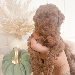 Cinnamon - Red  male Goldendoodle puppy in Atwater, California from Alvdoodles
