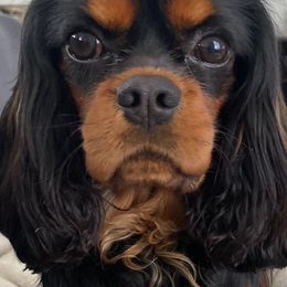 Cavalier King Charles Spaniel Puppies from Carter Woods Cavaliers